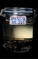 藏品(池龜)的圖片